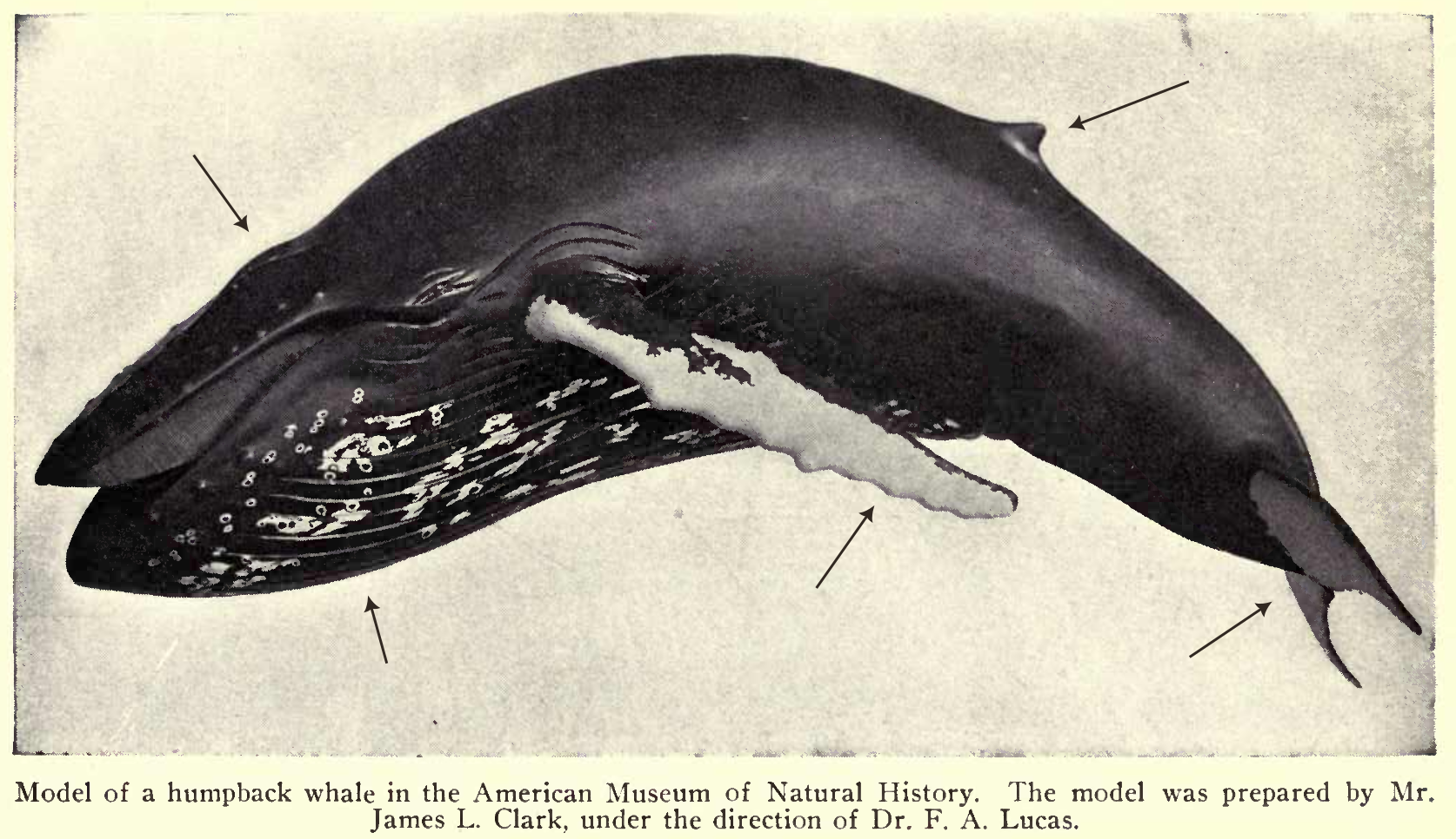 whale diagram